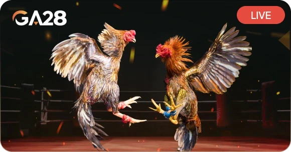 MAN88 Đá Gà GA28