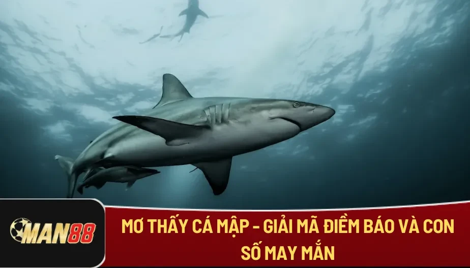 MAN88 Mơ Thấy Cá Mập - Giải Mã Điềm Báo Và Con Số May Mắn